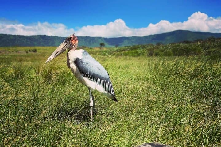 4-Day Serengeti & Ngorongoro Camping Safari from Arusha photo 6