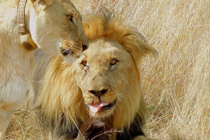 Pilanesberg Big Five Safari — Full-Day Guided Game Drive from Johannesburg photo 4