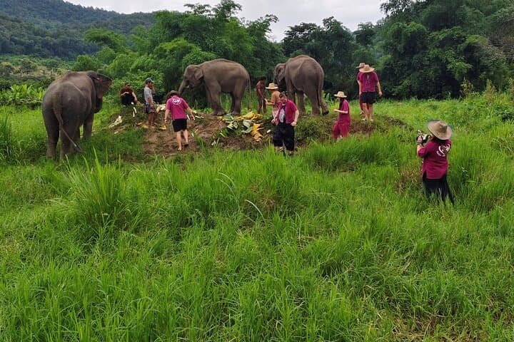 Chiang Mai Highlights: 2-Day Homestay with Elephants, Doi Suthep & Sticky Waterfalls photo 6