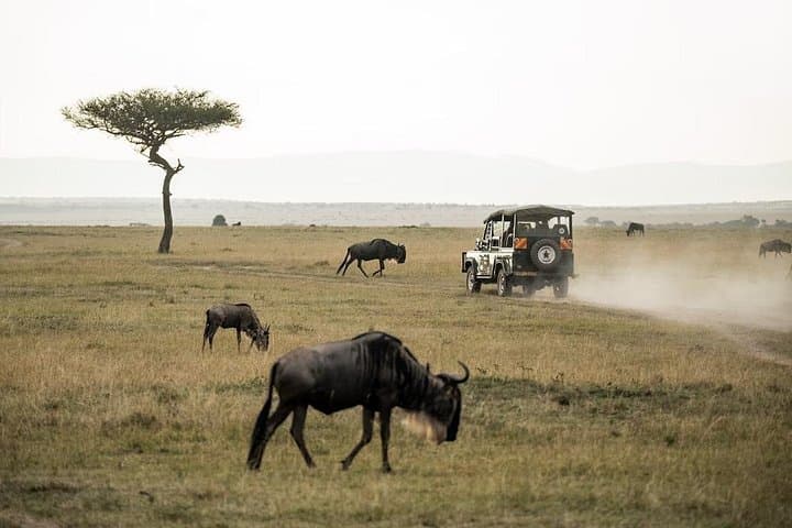 3-Day Maasai Mara Safari from Nairobi: Group Game Drives & Overnight Tented Camp photo 2