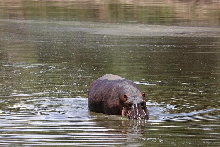 3-Day Maasai Mara Safari from Nairobi: Group Game Drives & Overnight Tented Camp photo 4