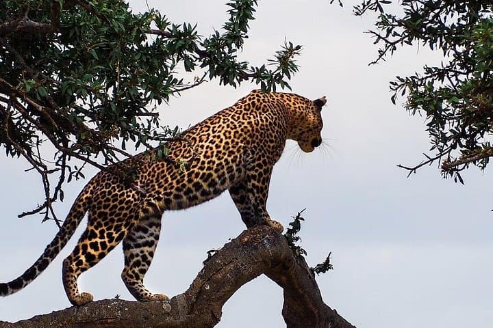 3-Day Maasai Mara Safari from Nairobi: Group Game Drives & Overnight Tented Camp photo 3