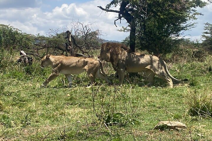 4-Day Northern Circuit Safari: Tarangire, Serengeti & Ngorongoro photo 6