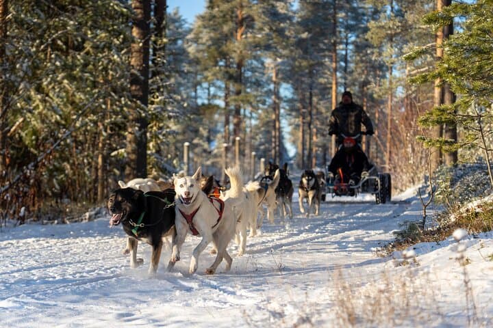 Autumn Husky Cart Ride from Rovaniemi: Forest Trails & Kennel Culture photo 1