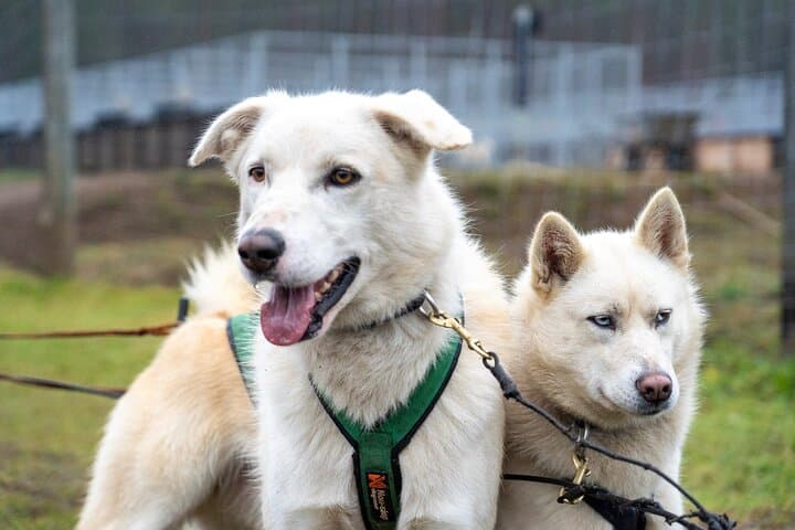 Autumn Husky Cart Ride from Rovaniemi: Forest Trails & Kennel Culture photo 2