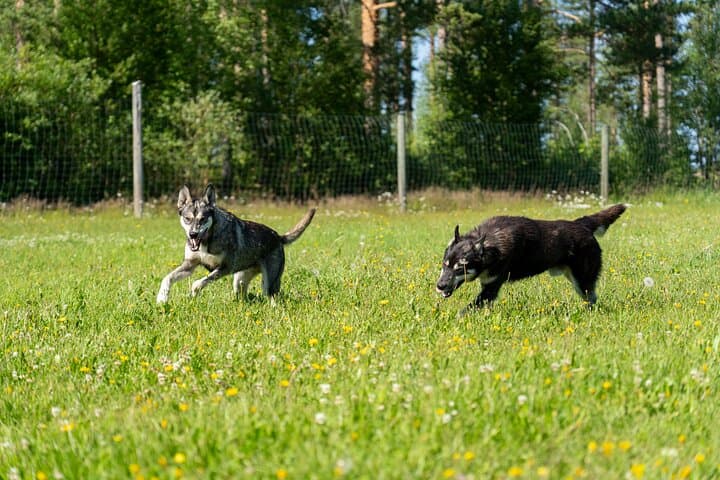 Autumn Husky Cart Ride from Rovaniemi: Forest Trails & Kennel Culture photo 3