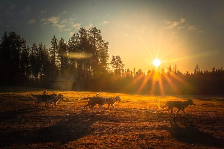 Autumn Husky Cart Ride from Rovaniemi: Forest Trails & Kennel Culture photo 4