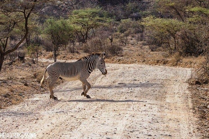3-Day Safari to Samburu National Reserve from Nairobi photo 2