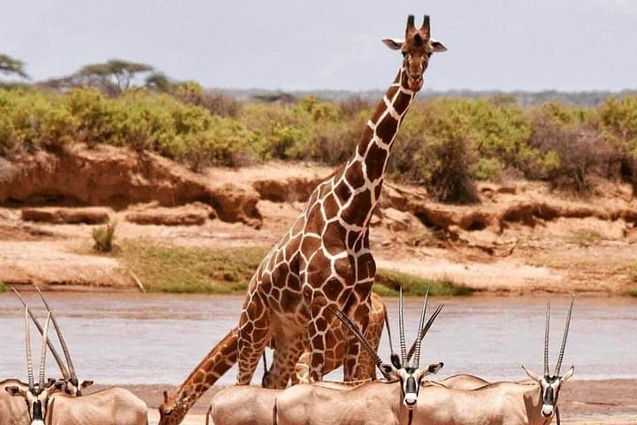 3-Day Safari to Samburu National Reserve from Nairobi photo 3