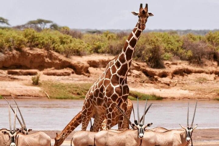 3-Day Ol Pejeta & Samburu Big Five Safari — Northern Kenya Wildlife Expedition
