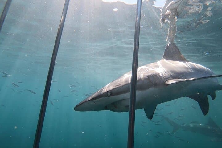 Shark Cage Diving at Seal Island — Cape Town False Bay Adventure photo 4