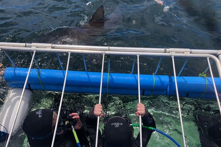 Shark Cage Diving at Seal Island — Cape Town False Bay Adventure photo 2