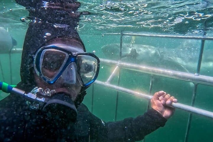 Shark Cage Diving at Seal Island — Cape Town False Bay Adventure