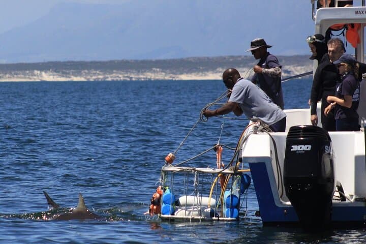 Shark Cage Diving at Seal Island — Cape Town False Bay Adventure photo 6