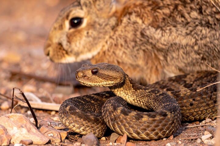 Sedona Magical Menagerie: Private Interactive Storytelling for Families photo 3