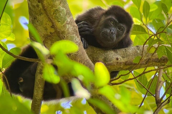 Manuel Antonio National Park Guided Hikes: Wildlife, Beaches & Rainforest Trails photo 2