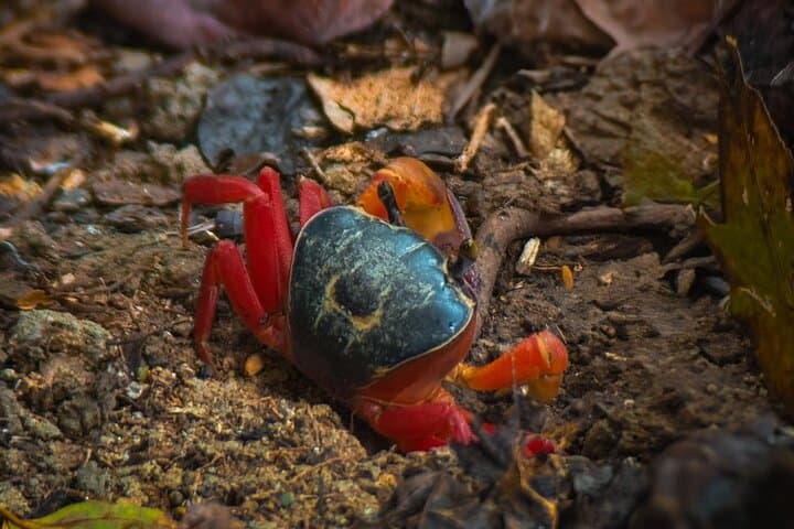 Manuel Antonio National Park Guided Hikes: Wildlife, Beaches & Rainforest Trails photo 4