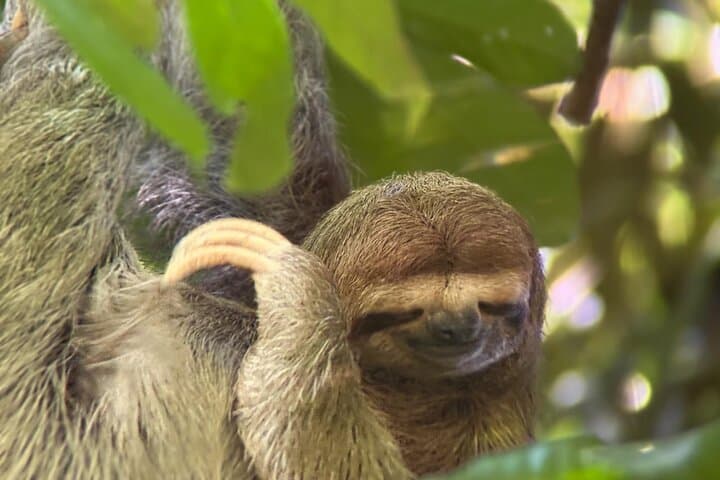Manuel Antonio National Park Guided Hikes: Wildlife, Beaches & Rainforest Trails photo 5