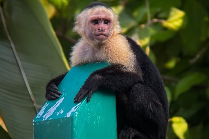 Manuel Antonio National Park Guided Hikes: Wildlife, Beaches & Rainforest Trails photo 6