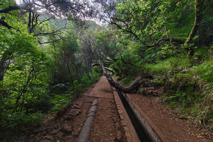 Rabacal Hike: Levada das 25 Fontes & Risco Waterfall Self-Guided Day Trip photo 5