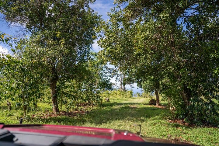 ATV Adventure at Buddha Cup Coffee Farm on Hawaii Big Island photo 4