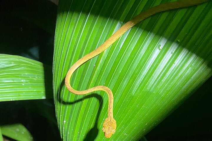 Manuel Antonio Jungle Night Walk — Guided Nocturnal Rainforest Tour photo 6