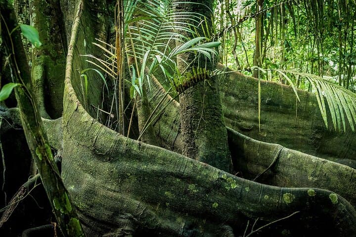 3-Day Amazon River Adventure in Pacaya Samiria Reserve from Iquitos photo 4