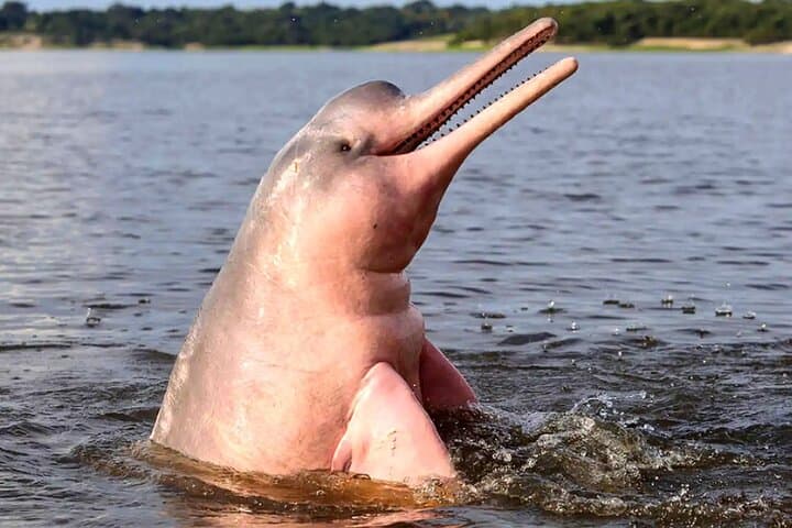3-Day Amazon River Adventure in Pacaya Samiria Reserve from Iquitos