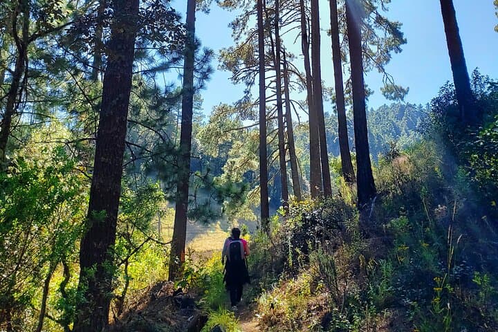 Half-Day Hike to La Cumbre Ixtepeji: Sierra Norte Cloud-Forest Views from Oaxaca photo 6