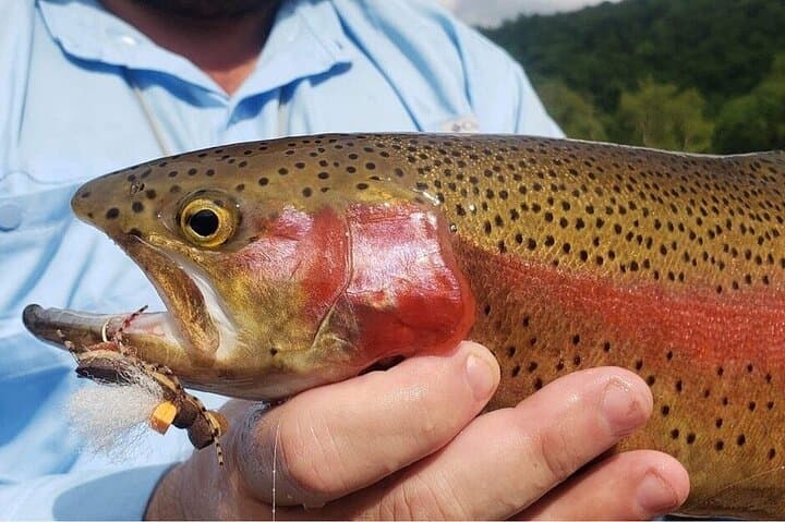 Full-Day Drift-Boat Fly Fishing on Lake Taneycomo — Guided Trophy Trout Trip