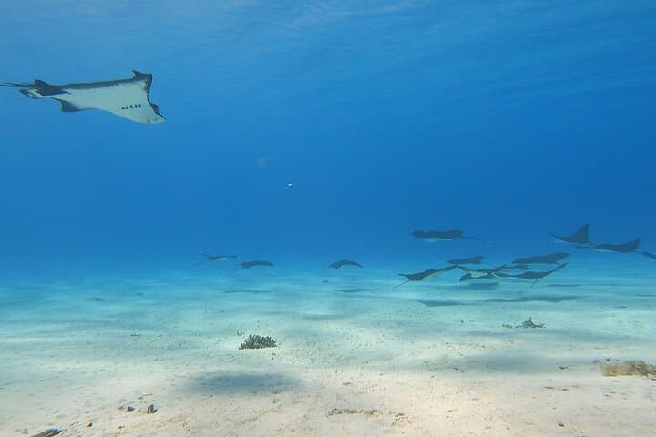 Private Full-Day Lagoon Safari and Motu Lunch in Bora Bora photo 2