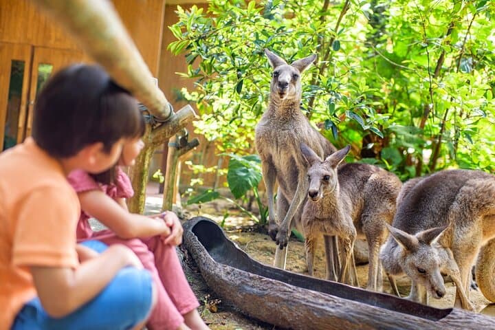 Singapore Zoo: Essential Guide to the Open-Concept Wildlife Experience photo 6