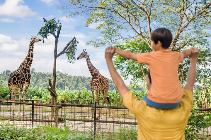 Singapore Zoo: Essential Guide to the Open-Concept Wildlife Experience photo 2
