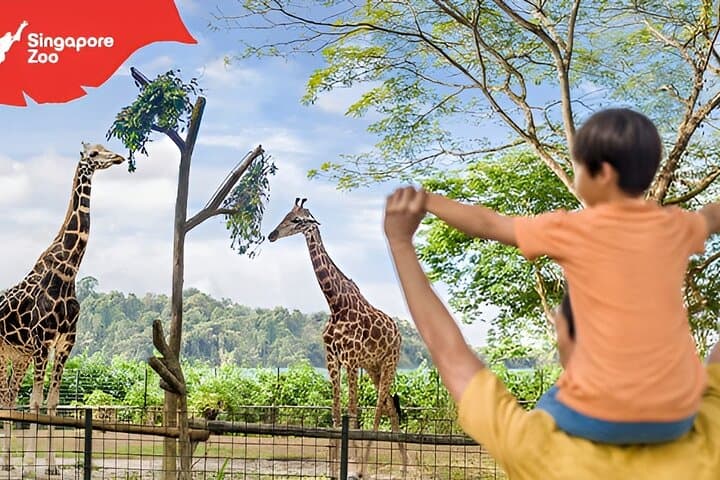 Singapore Zoo: Essential Guide to the Open-Concept Wildlife Experience