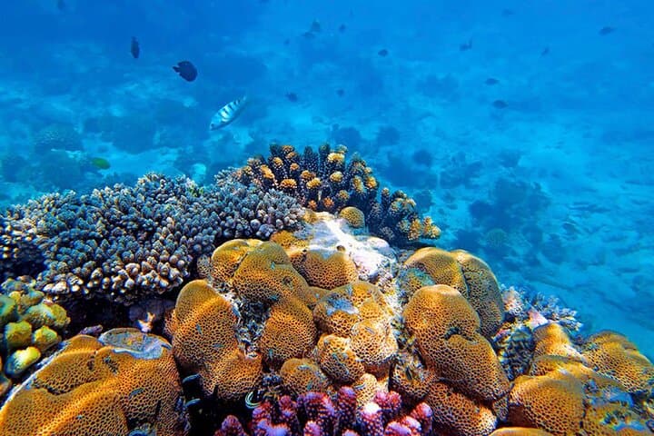 Snorkeling Blue Lagoon and Starfish Encounter from The Rock, Zanzibar photo 3