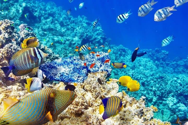 Snorkeling Blue Lagoon and Starfish Encounter from The Rock, Zanzibar photo 4
