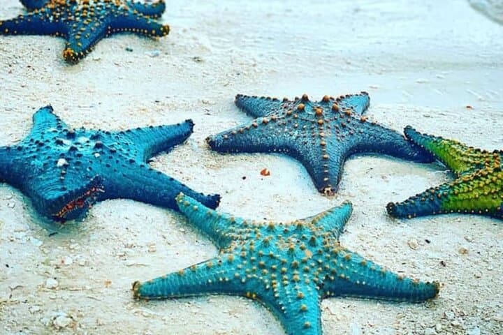 Snorkeling Blue Lagoon and Starfish Encounter from The Rock, Zanzibar photo 6