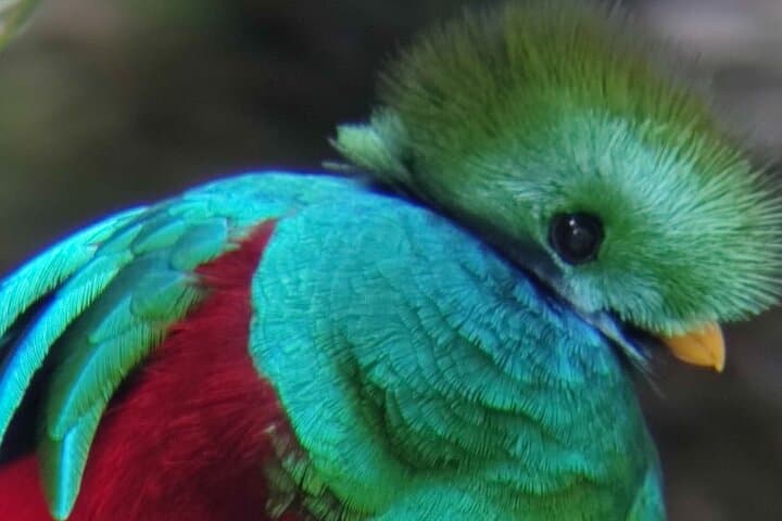 Monteverde Hanging Bridges and Night Walk Combo: Cloud Forest Bridges & Nocturnal Wildlife Tour photo 2