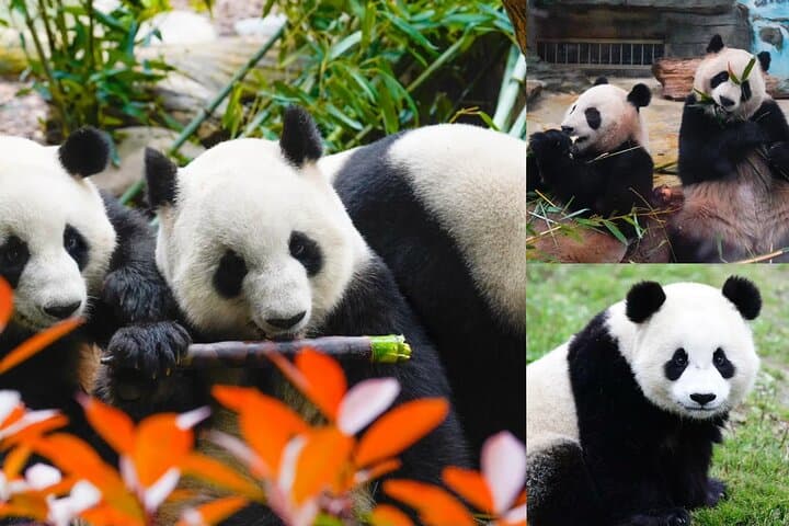 Chengdu Giant Panda Experience: Panda Base or Shenshuping Day Options