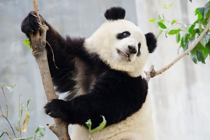 Chengdu Giant Panda Experience: Panda Base or Shenshuping Day Options photo 5