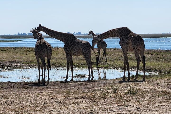 Chobe Day Safari & Africa’s Quadripoint: Elephants, Rivers and a Four-Country Walk
