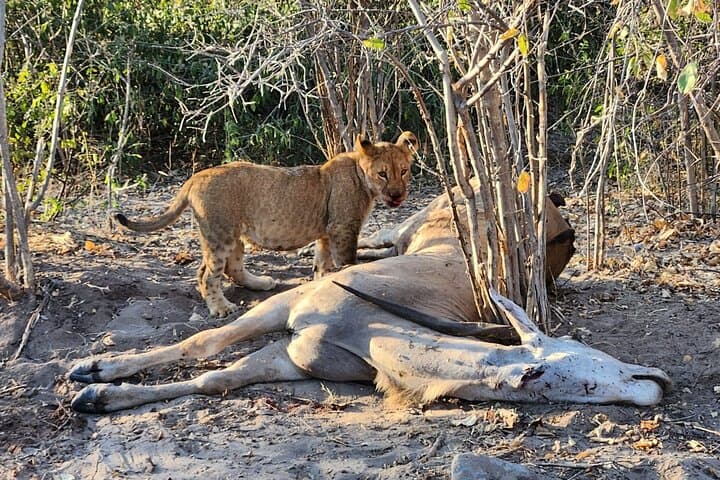 Chobe Day Safari & Africa’s Quadripoint: Elephants, Rivers and a Four-Country Walk photo 3