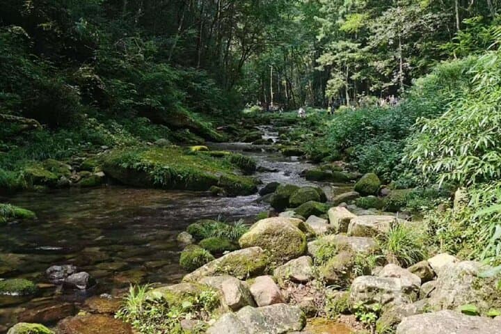 Zhangjiajie National Forest Park One-Day Tour: Golden Whip Stream, Bailong Elevator & Tianzi Mountain