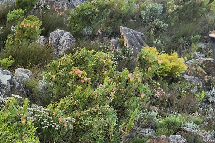 Cycle the Swartberg Mountain Pass: Oudtshoorn to Groot Karoo MTB Tour photo 5