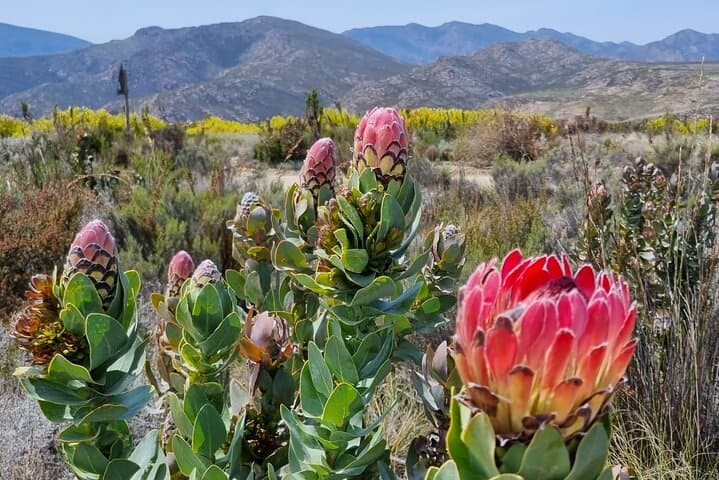 Cycle the Swartberg Mountain Pass: Oudtshoorn to Groot Karoo MTB Tour photo 6