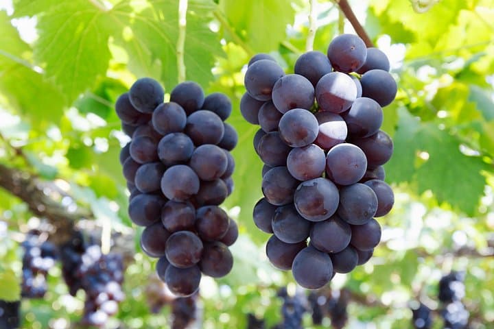 Mt Fuji Ropeway, Seasonal Fruit Picking & Scenic Day Tour from Shinjuku photo 2