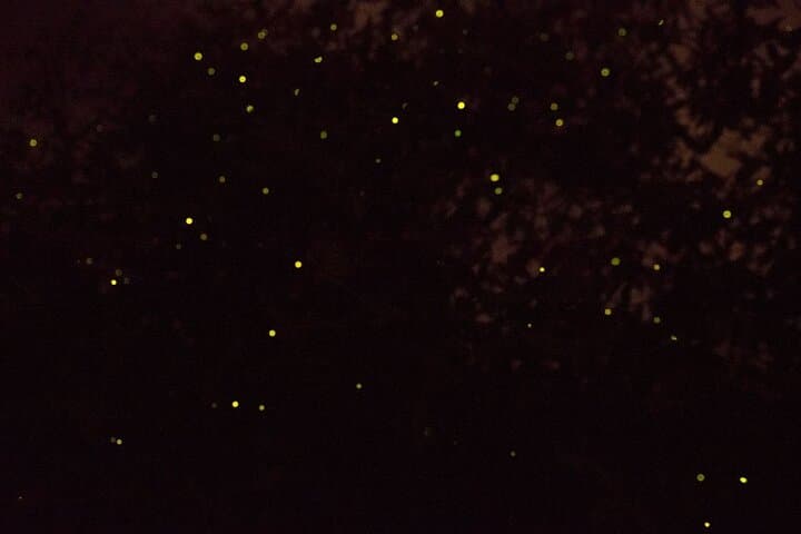 Klias River Firefly Cruise with Dinner from Kota Kinabalu photo 3