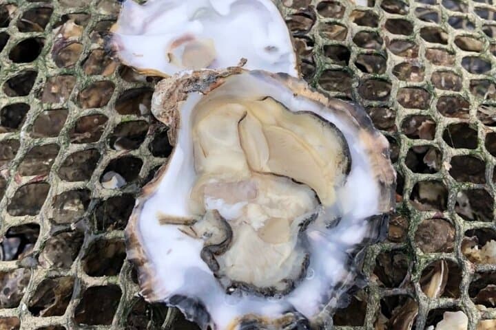Hands-On Oyster Farm Tour and Tasting on Clew Bay (County Mayo) photo 2