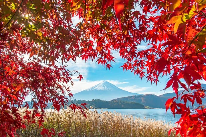 Mt Fuji Ropeway, Seasonal Fruit Picking & Scenic Day Tour from Shinjuku photo 4