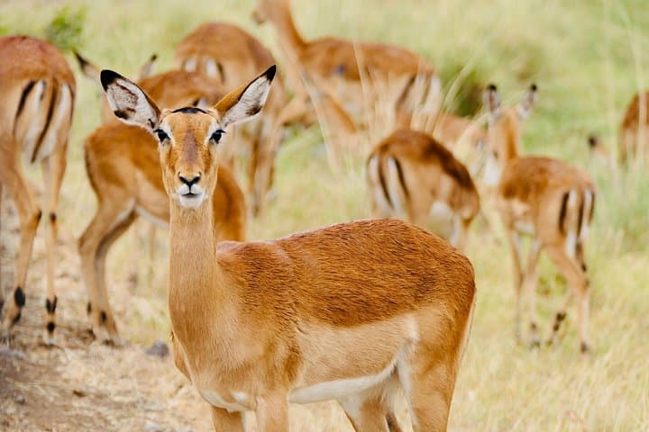 Shirvan Gazelle Safari: Birdwatching & Village Lunch from Baku